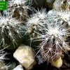 Cleistocactus _baumannii_ 06